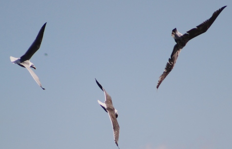 Gulls squabbling over an unidentified item of food