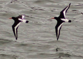 A pair of oystercatchers