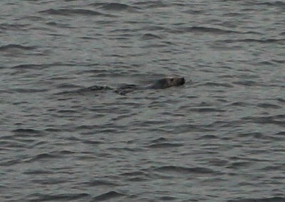 grey seal 13 (1)