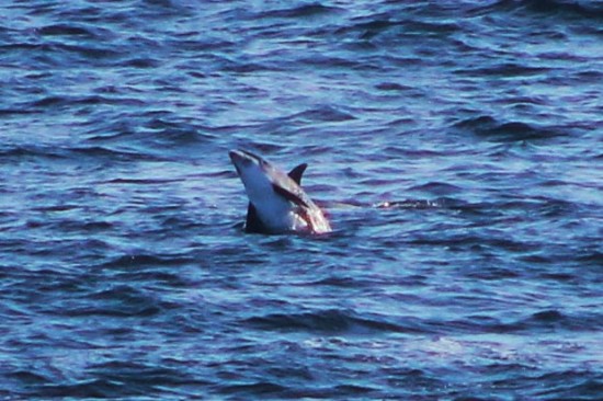 Young white beaked dolphin breaching out the water