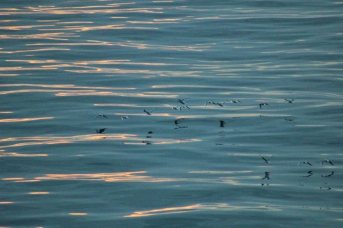Flock of kittiwakes in the sunset