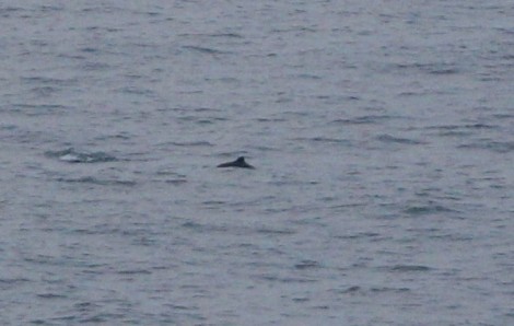 Harbour Porpoises with a calf