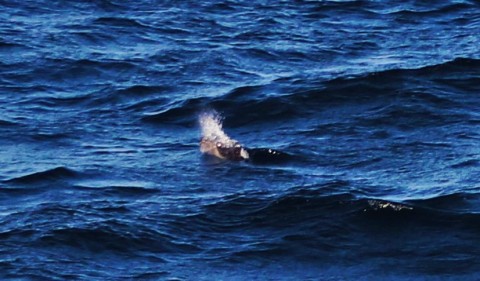 Final harbour porpoise sighting