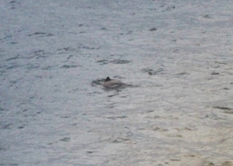 A harbour porpoise surfacing